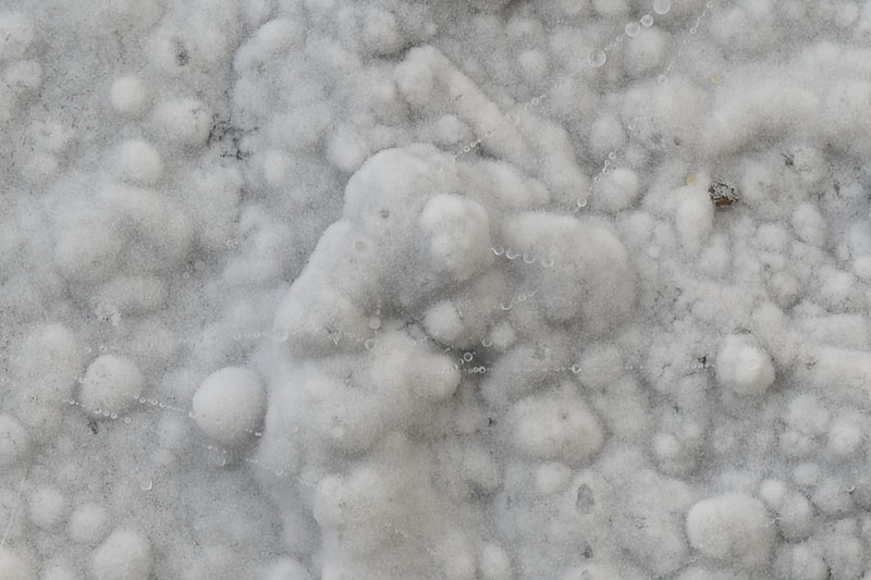 Hypochnicium albostramineum